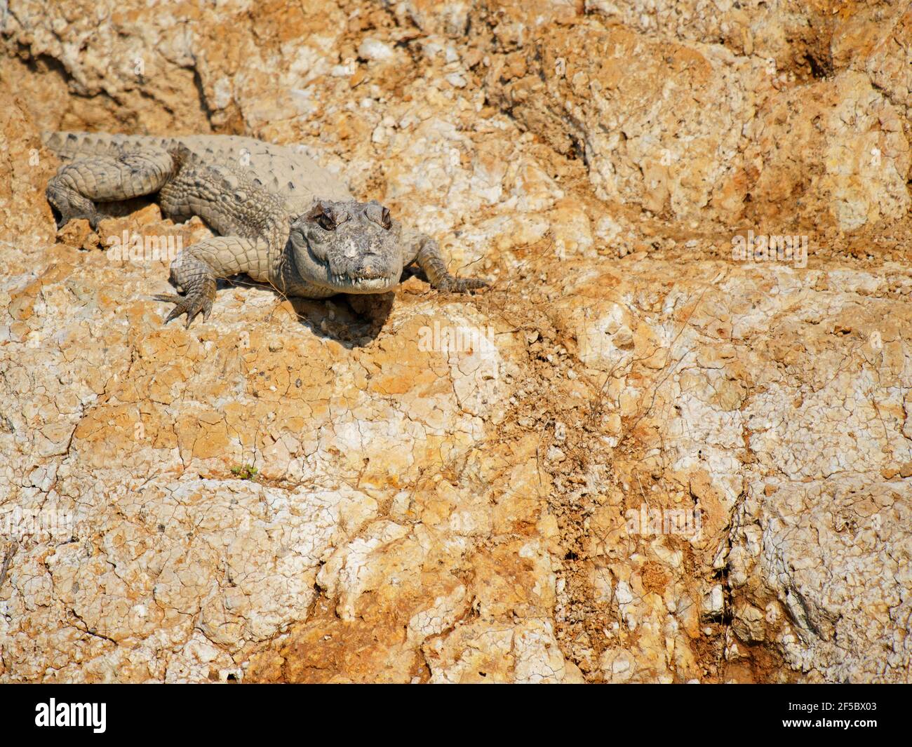 Mugger CrocodileCrocodylus palustris Rajasthan, India RE000397 Foto Stock