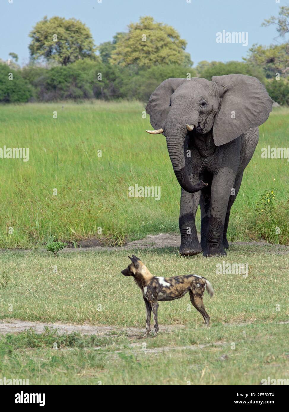 Cane selvatico africano di caccia o lupo dipinto (Lycaon pictus). Elefante (Loxodonta africanus). Attenzione attirata altrove. Savana di prateria. Botswana.. Foto Stock