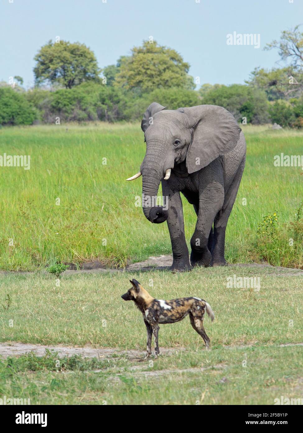 Cane selvatico africano di caccia o lupo dipinto (Lycaon pictus). Elefante (Loxodonta africanus). Riconoscimento durante la riunione. Savana di prateria. Botswana.. Foto Stock