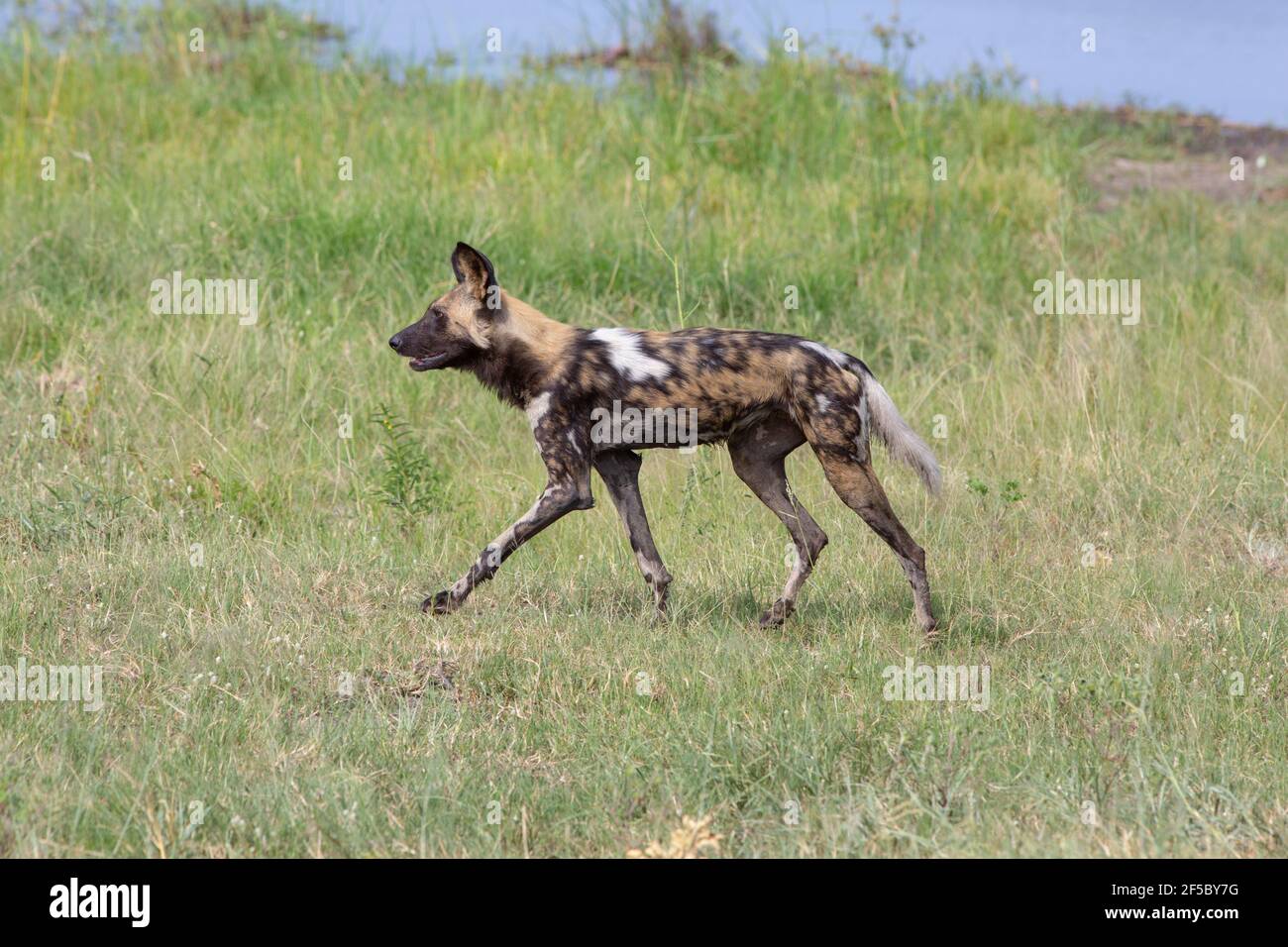 Cane selvatico africano di caccia o lupo dipinto (Lycaon pictus). Adulto . Uno di un pacchetto di nove, in profilo, avendo alato attraverso l'acqua, pelliccia umida, in viaggio. Foto Stock
