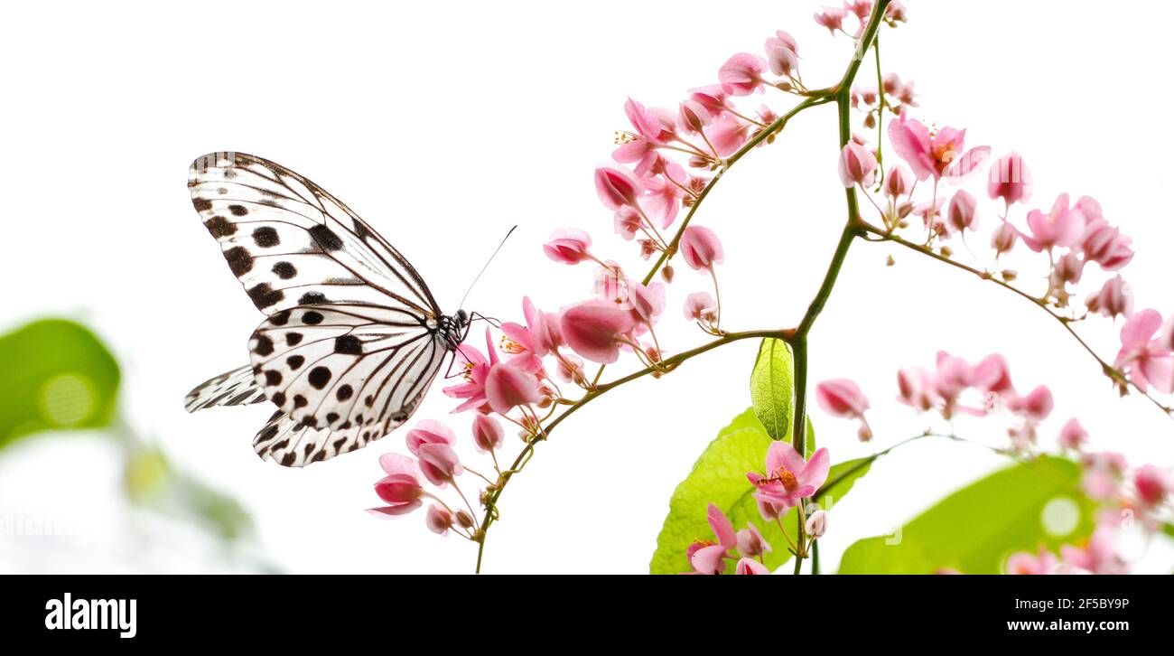 Farfalla Nymph in legno più piccolo con fiori rosa creeper fioriti. Concetto di primavera. Foto Stock