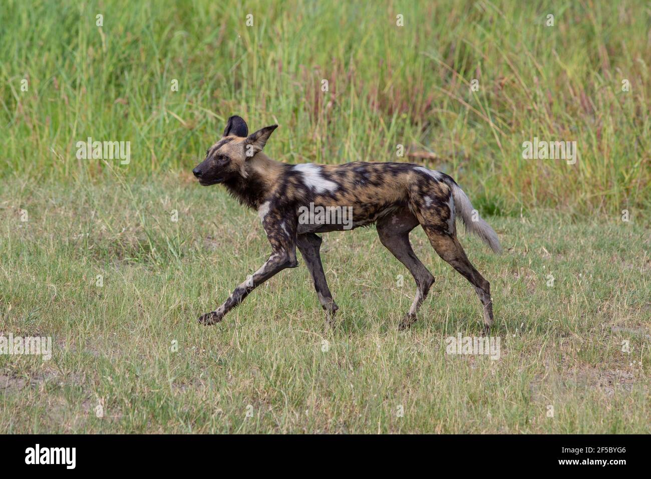 Cane selvatico africano di caccia o lupo dipinto (Lycaon pictus). Adulto . Uno di un pacchetto di nove, in profilo, avendo alato attraverso l'acqua, pelliccia umida, in viaggio. Foto Stock