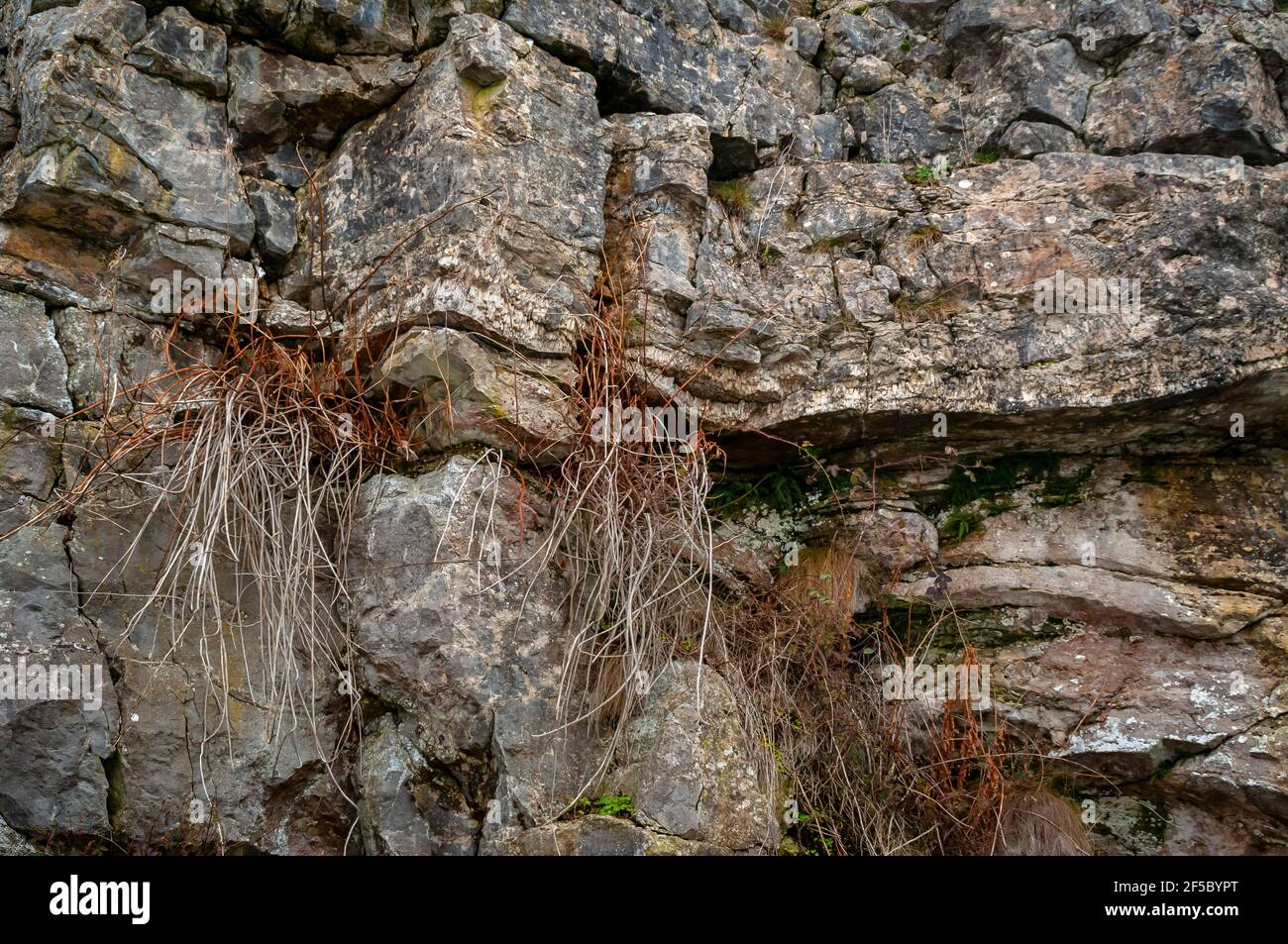 Drammatico assestamento 'dentato' di roccia calcarea intersecante del reef nei resti della cava di Ricklow alla testa di Lathkill Dale nel Derbyshire. Foto Stock