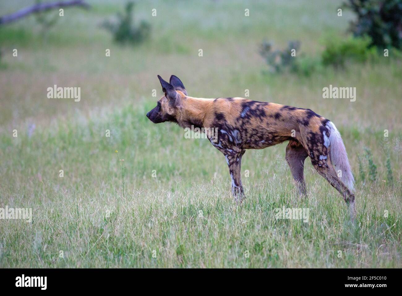 Cane selvatico africano di caccia o lupo dipinto (Lycaon pictus). Adulto . Uno di una confezione da nove, in profilo, attenzione attirata da sentire altri della confezione in Foto Stock