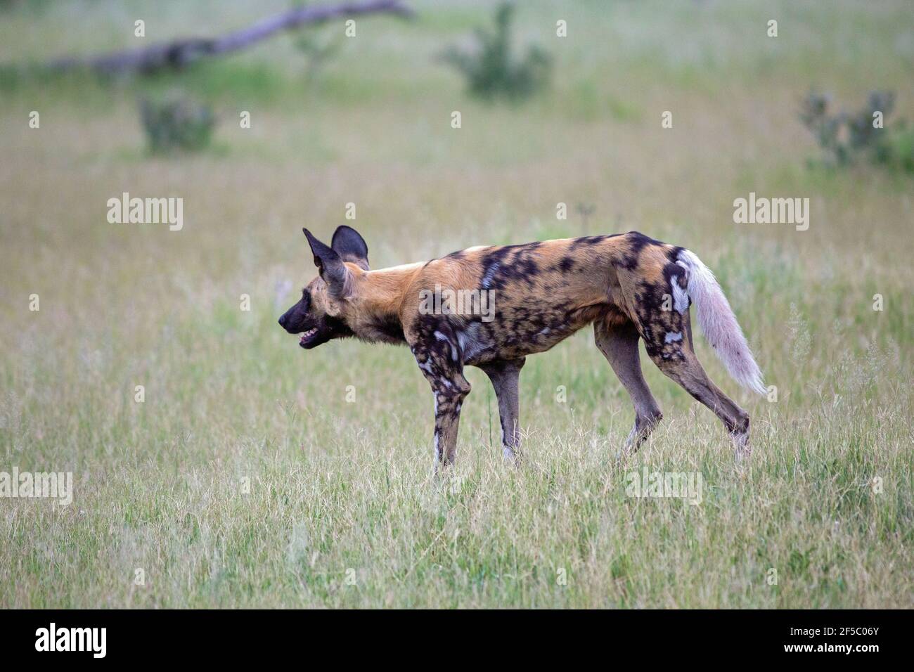 Cane selvatico africano di caccia, o lupo dipinto (Lycaon pictus). In una fila in su con altri ad una distanza che attende in previsione di animali di preda che tentano t Foto Stock