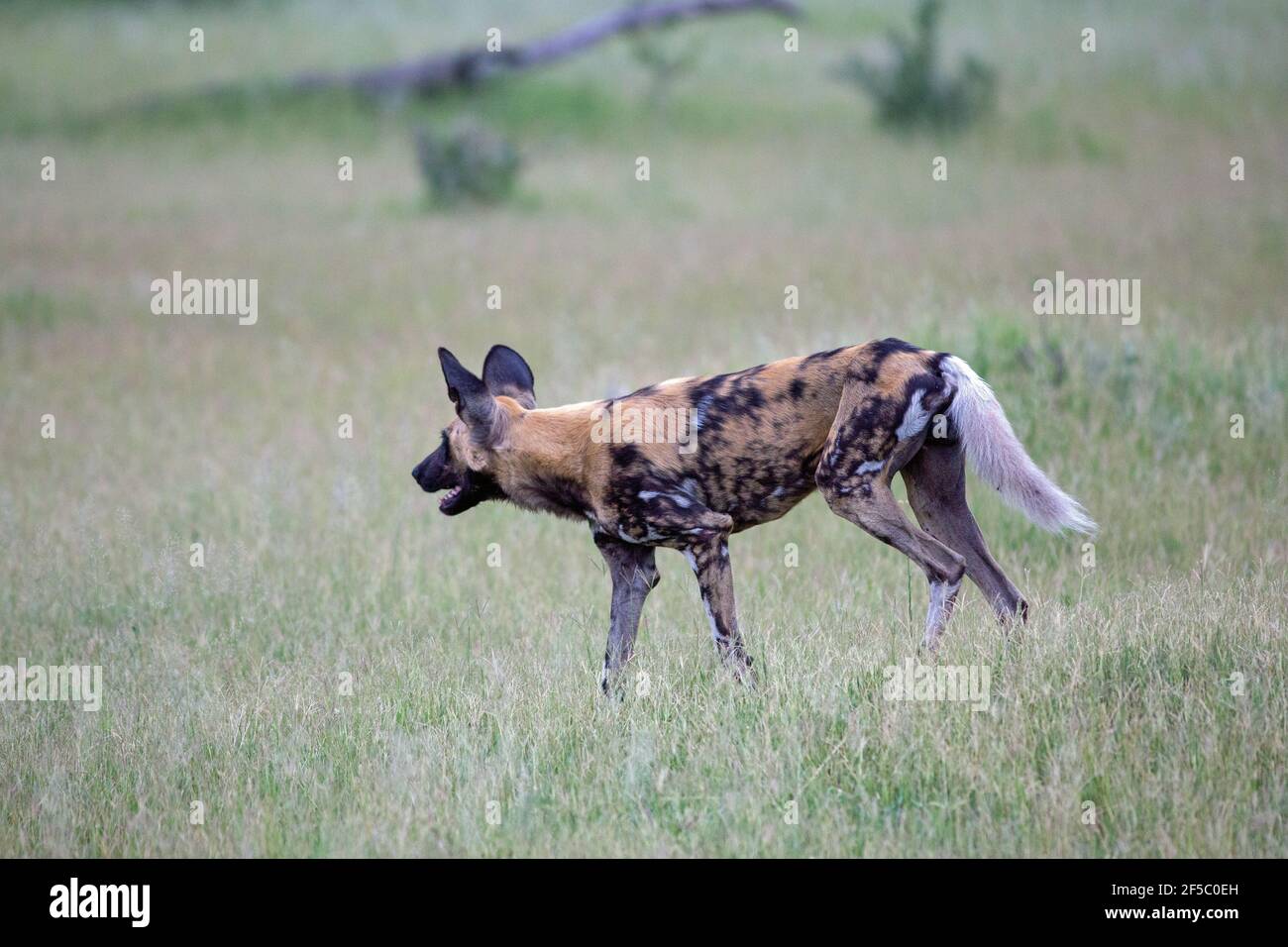 Lupo dipinto africano, o cane da caccia (Lycaon pictus). Elemento del pacchetto di posizionamento del paziente. NB modello individuale, a forma di colore, del pelo o del pelaggio. Foto Stock