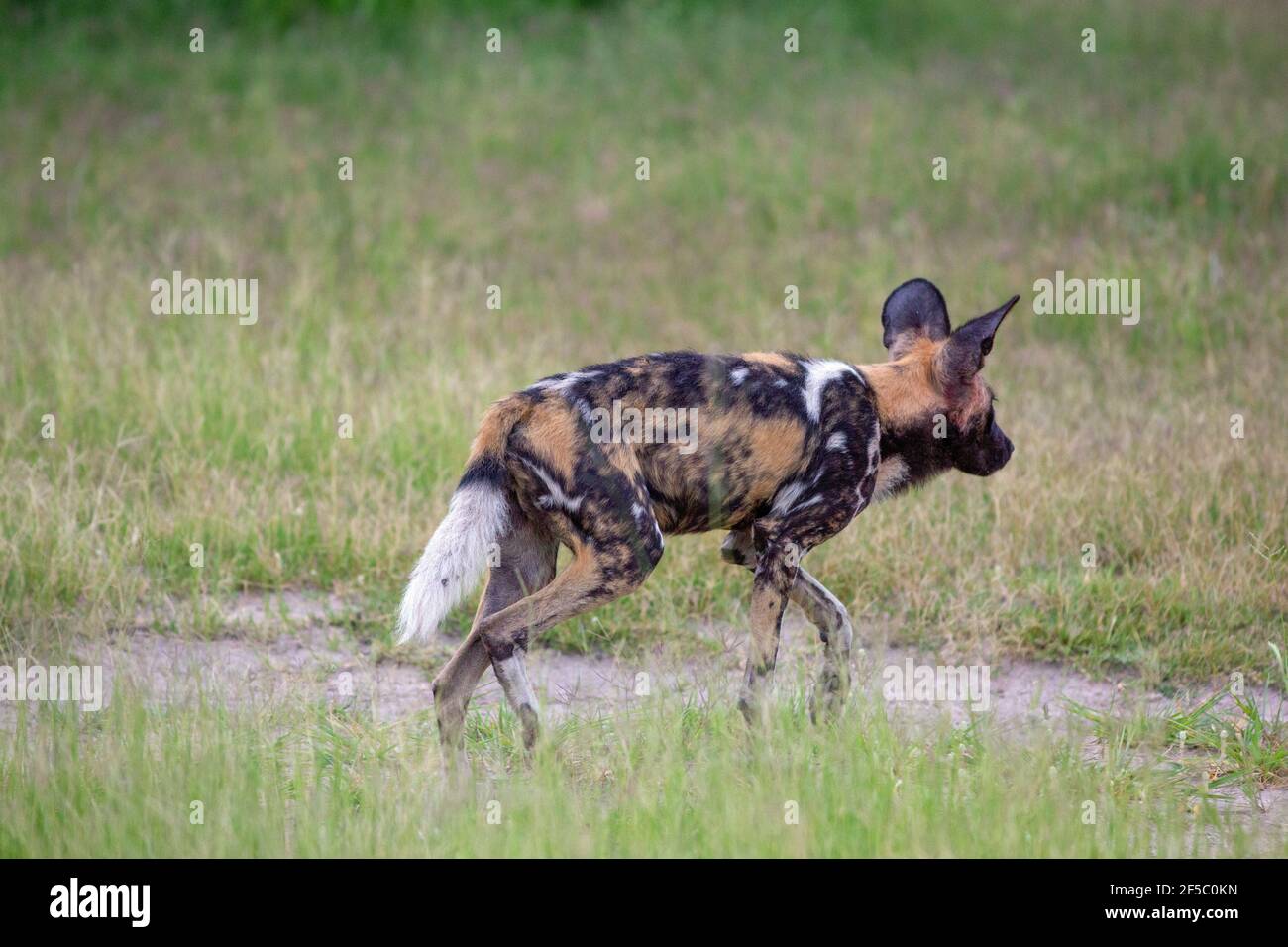 Lupo dipinto africano, o cane da caccia, Lycaon pictus. Approccio cauto. Mostra unico per l'individuo, modello a forma di colore, pelliccia o di pelage Foto Stock