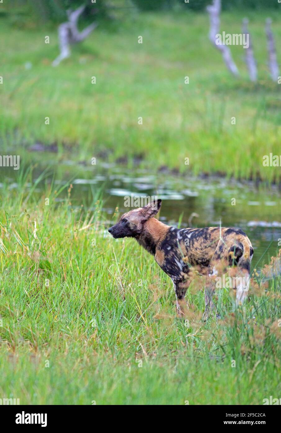 Cane selvatico africano di caccia o lupo dipinto (Lycaon pictus). Circa lasciare un canale d'acqua avendo avuto una bevanda, soddisfacente, dissetante sete, Botswana. Foto Stock