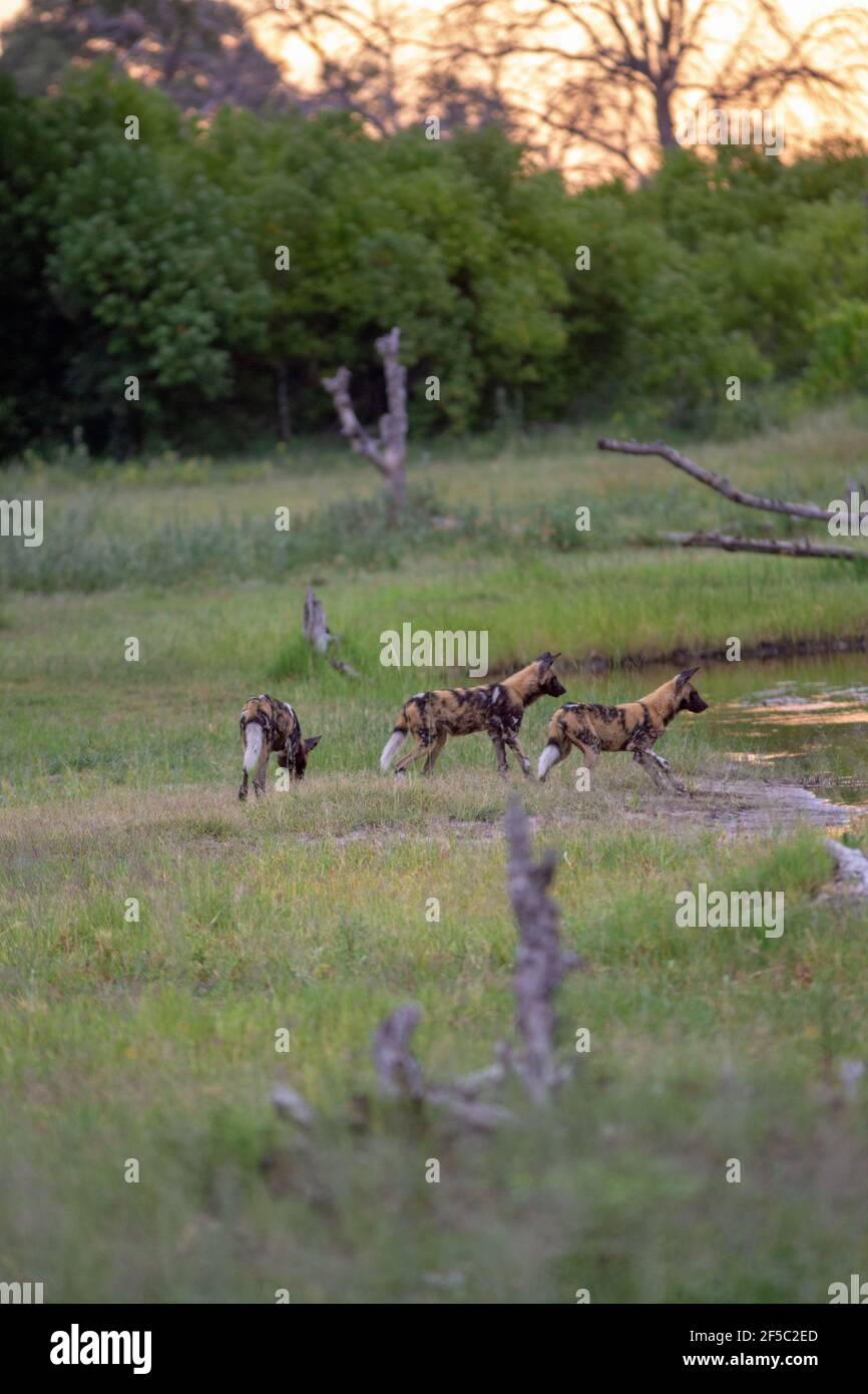 Cani da caccia selvatici africani o lupi dipinti (Lycaon pictus). Tre di un pacchetto di nove, che si posizionano per un approccio di squadra comune per la caccia. Foto Stock