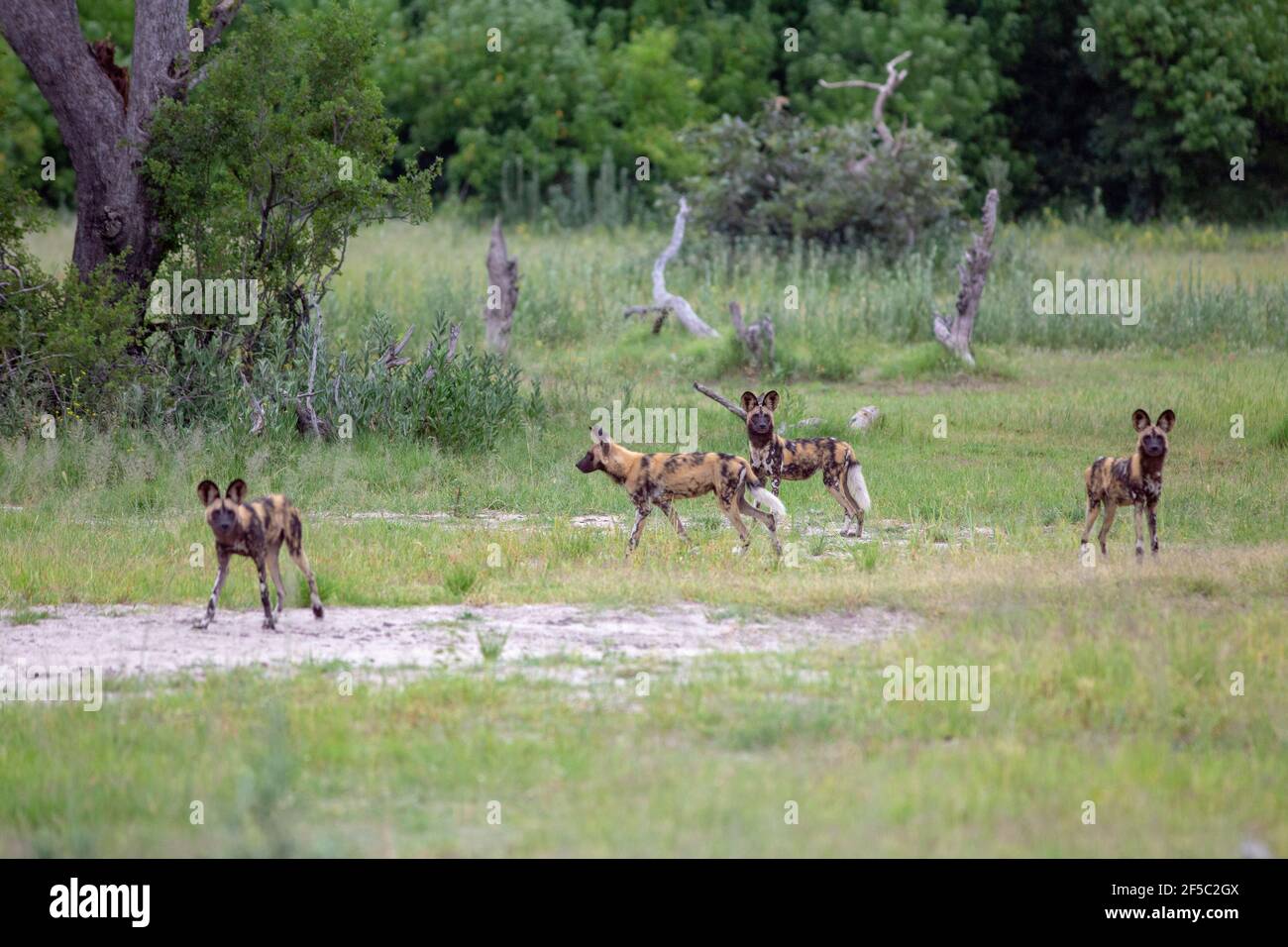 Cani da caccia selvatici africani o lupi dipinti (Lycaon pictus). Quattro di una confezione da nove. Si preparano per giocare la loro parte in un pacchetto completo di caccia per anim preda Foto Stock