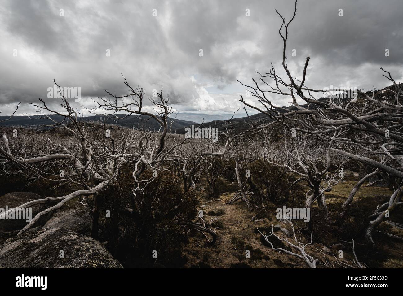 Gli alberi che si stanno infestando sulla pista da passeggio Dead Horse Gap Nel Parco Nazionale di Kosciuszko Foto Stock