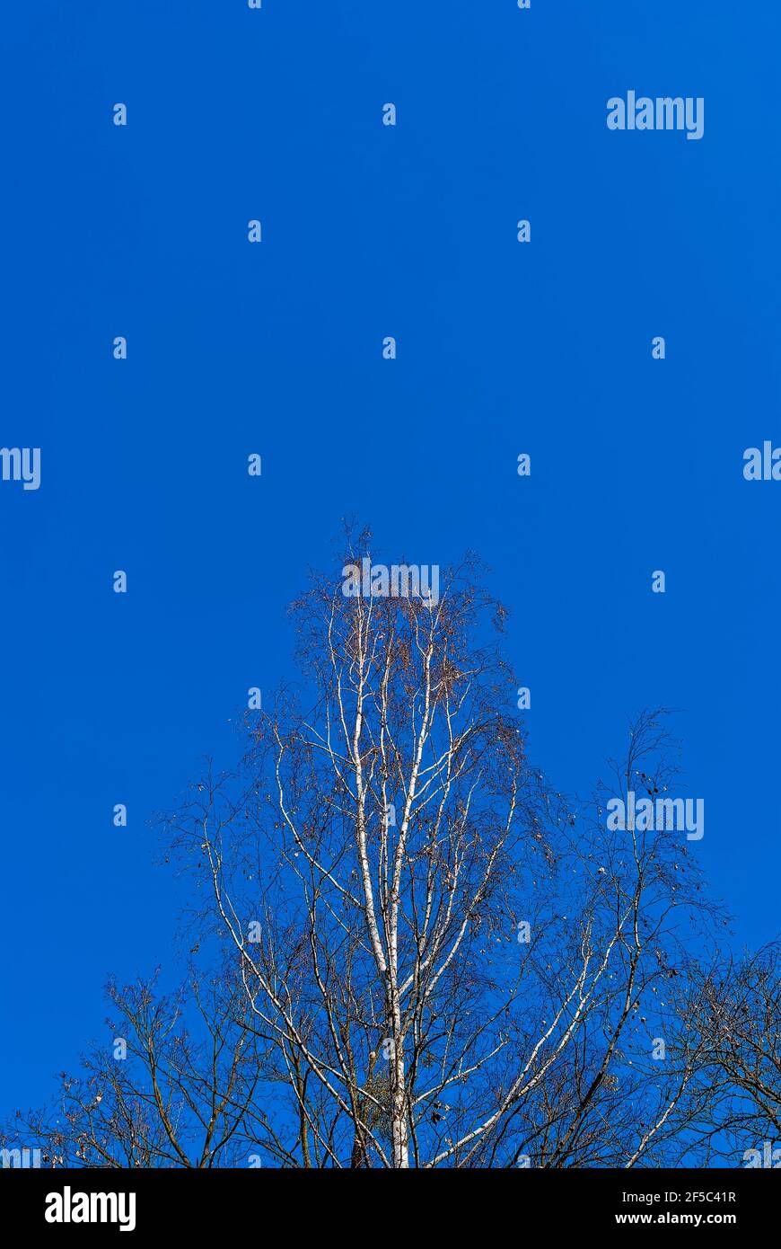 La cima della corona di alberi nudi al sole. Sfondo con un albero e cielo blu. Foto Stock