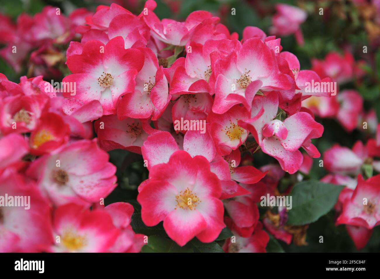 Rosa scuro con occhio bianco rosa muschio ibrido (Rosa) Bukavu fiorisce in un giardino nel mese di giugno Foto Stock