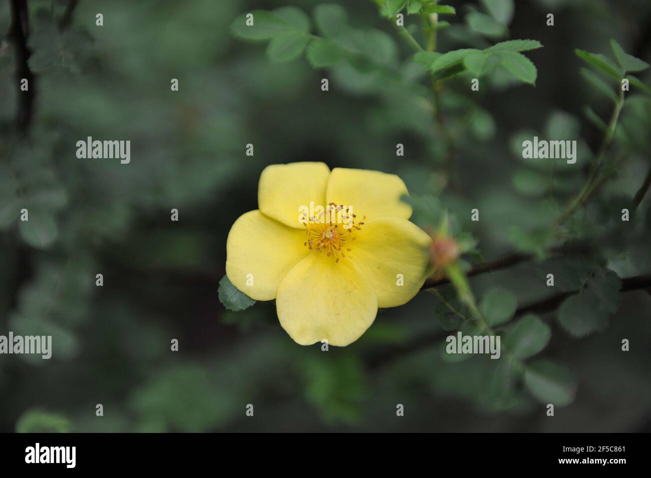 Rosa arbusto giallo (rosa xantina) Gli uccelli canarino fioriscono in un giardino nel mese di maggio Foto Stock