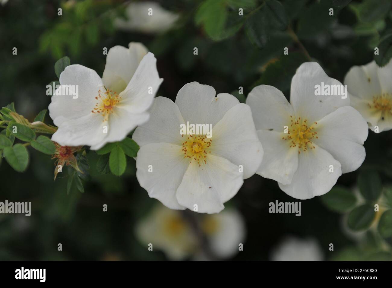 Giallo molto chiaro, arbusto rosa quasi bianco (Rosa) Cantabrigiensis fiorisce in un giardino nel mese di maggio Foto Stock