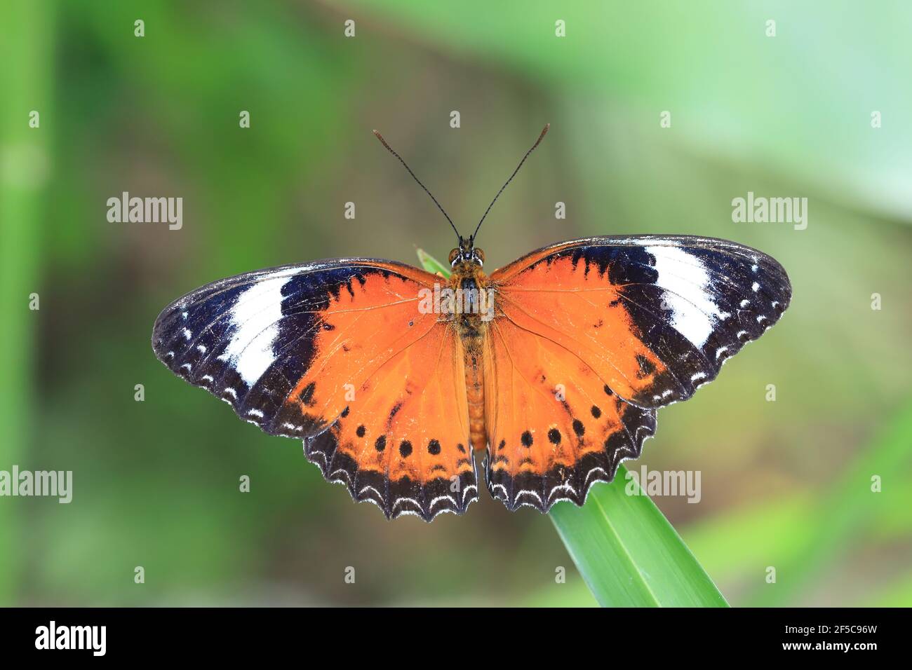 Farfalla arancione maschio di Lacewing appoggiata su una foglia con le ali aperte. Foto Stock