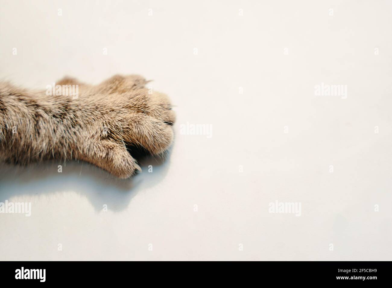 Zampa del gatto su sfondo bianco. Soffice pelliccia striata sulla zampa. Arto dell'animale domestico. Primo piano con spazio per la copia. Foto Stock