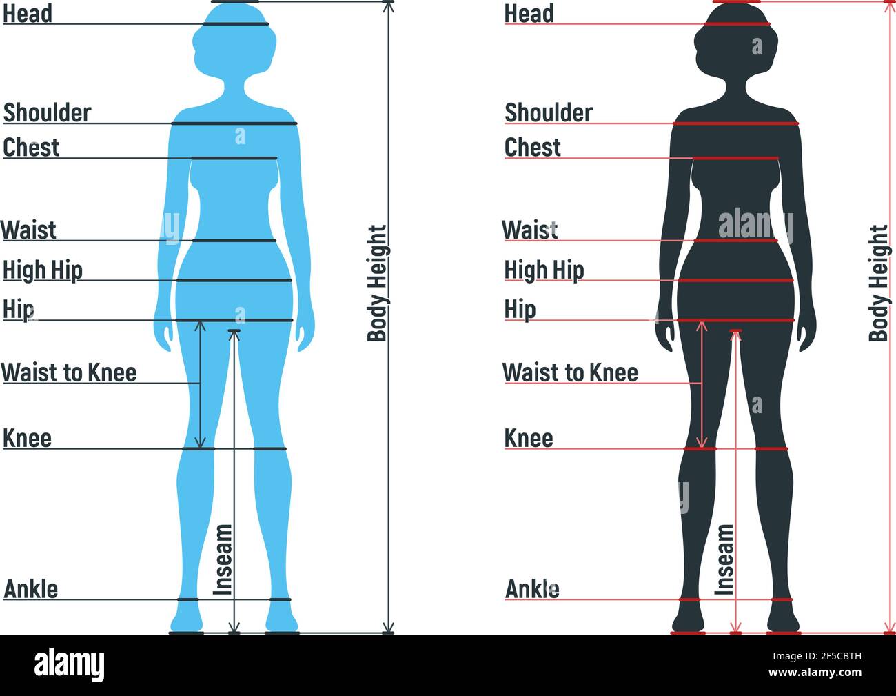 Grafico di dimensione femminile anatomia personaggio umano, manichino uomo frontale e vista laterale sagoma del corpo, isolato su bianco, piatta illustrazione vettoriale. Woma cartoon Illustrazione Vettoriale