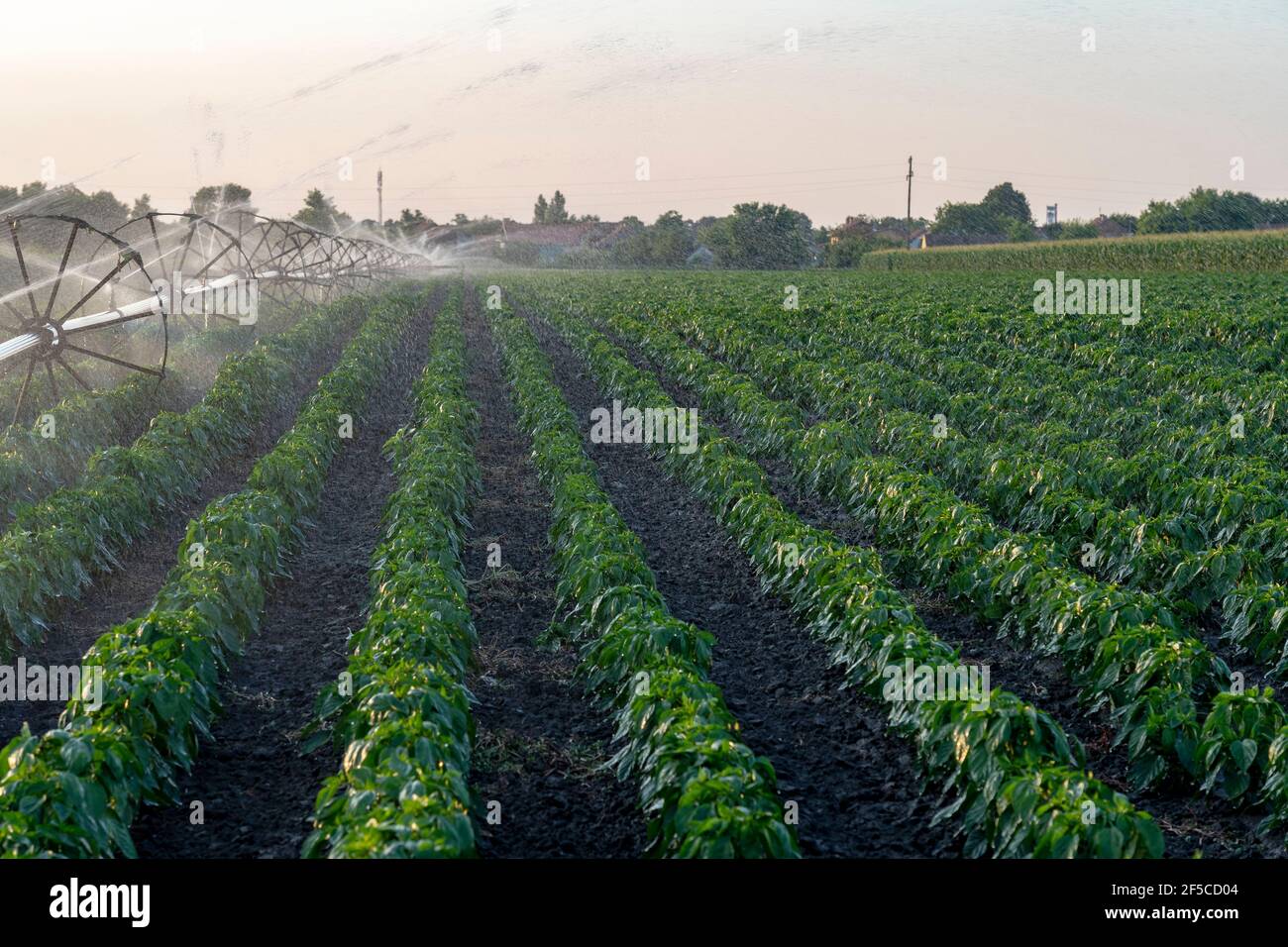 Irrigazione agricola sistema irrigazione campo di irrigazione di Paprika. Impianti di irrigazione di campo di fattoria. Foto Stock