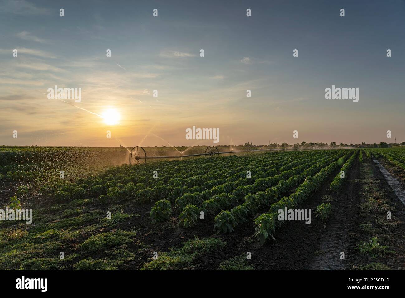 Campo agricolo irrigato al tramonto. Impianti di irrigazione di campo di fattoria. Foto Stock
