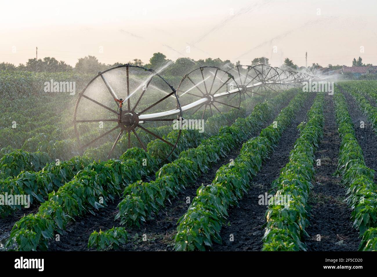 Impianti di irrigazione di campo di fattoria. Irrigazione agricola sistema irrigazione campo di irrigazione di Paprika. Foto Stock
