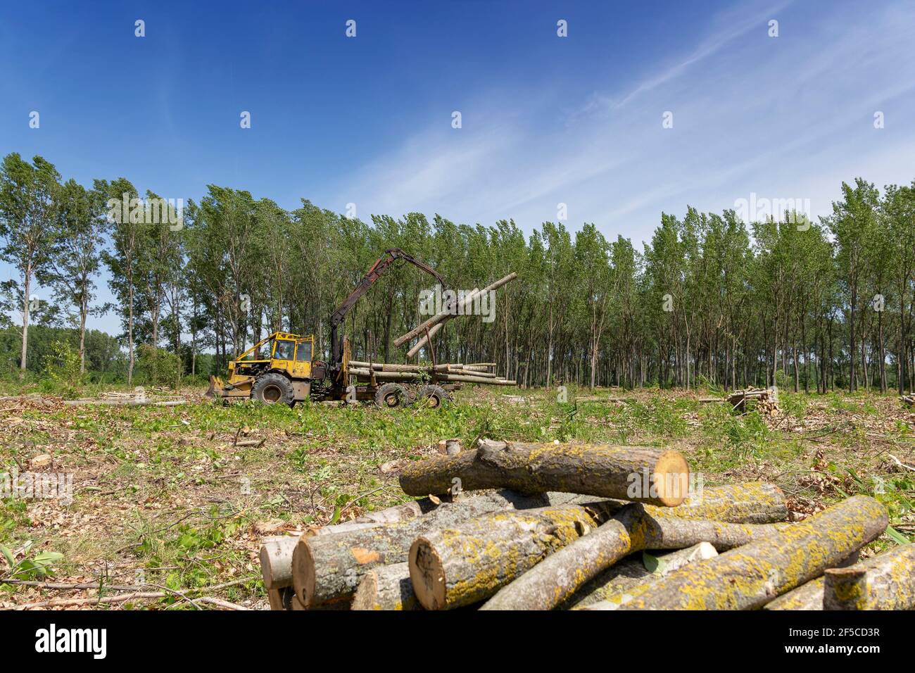 Carrello per il sollevamento del braccio oscillante e il caricamento di un mucchio di tronchi d'albero. Uomo che carica tronchi di alberi in legno con gru a carroponte su un rimorchio per autocarri pesanti per il trasporto Foto Stock