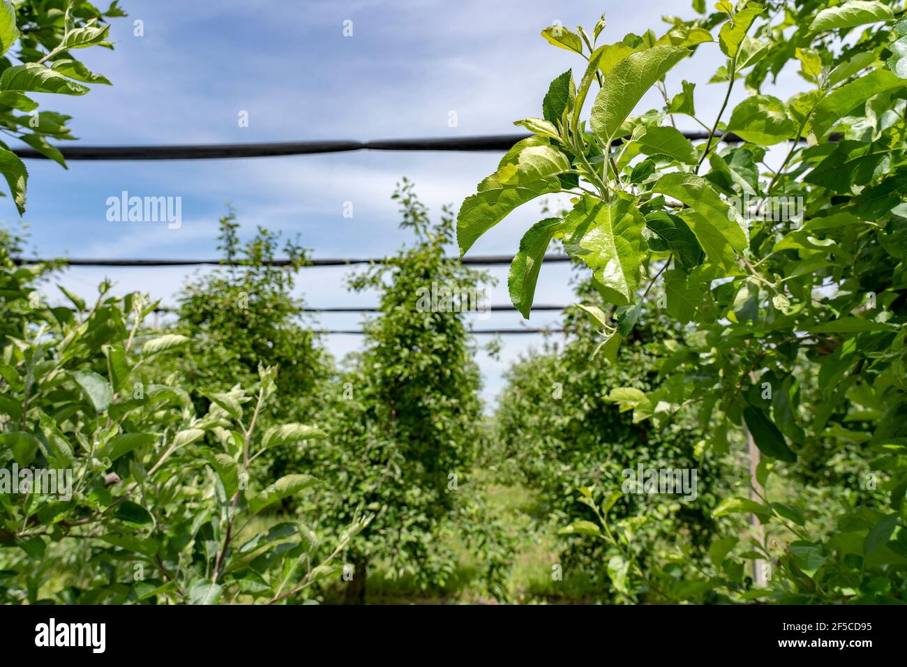 Frutteto di mele con reti di protezione dell'unghia. Nets di protezione di grandine sopra piantagione dell'albero di mela. Foto Stock