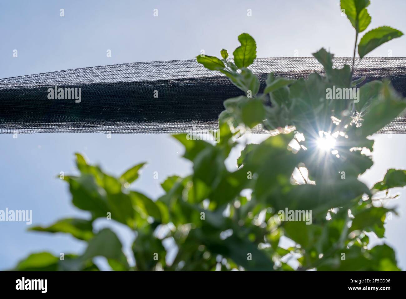 Il sole splende attraverso la rete di protezione dell'unghia sopra la piantagione dell'albero di Apple. Vista ad angolo basso di Green Tree protetto con rete antiriflesso. Foto Stock