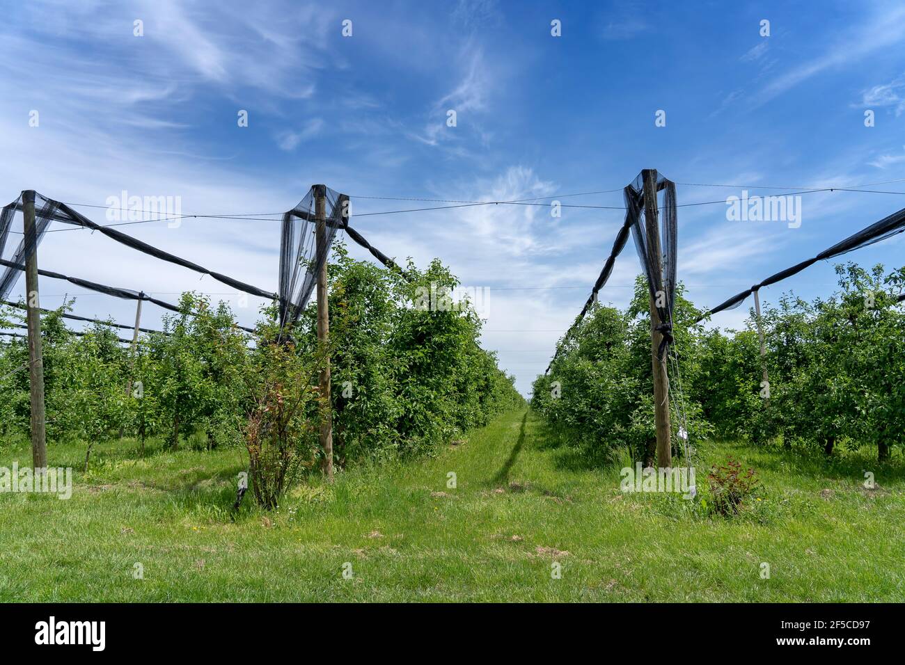 Nets di protezione di grandine sopra piantagione dell'albero di mela. Frutteto verde protetto con reti antiriflesso in primavera. Foto Stock