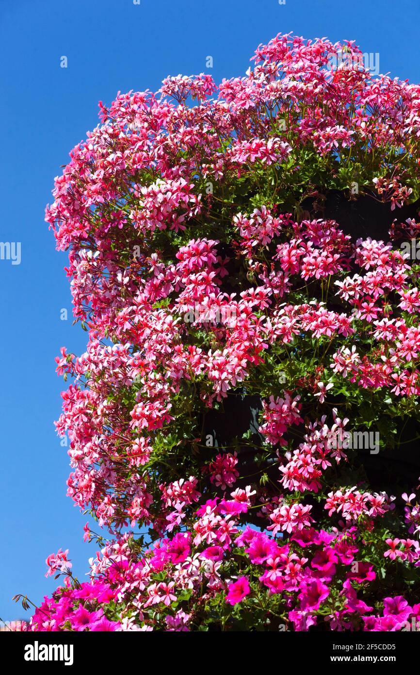 Fioritura pelargoniums rosa un sacco di fiori Foto Stock