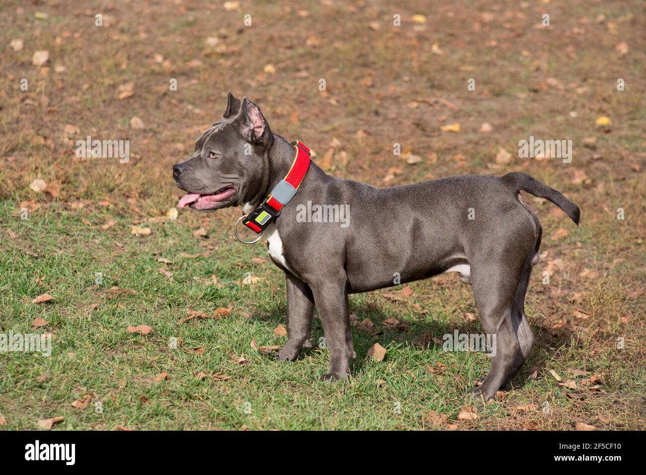 Carino cucciolo americano bullo è in piedi nel parco autunnale. Sette mesi. Animali domestici. Cane purebred. Foto Stock