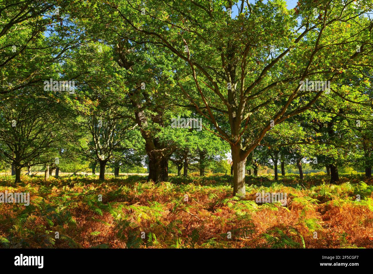 Geografia / viaggio, foresta di querce, Richmond Park, Inghilterra, Additional-Rights-Clearance-Info-Not-Available Foto Stock