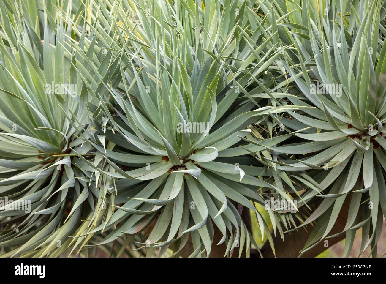 Spagnolo albero a baionetta nome latino Yucca aloifolia fiori Foto Stock