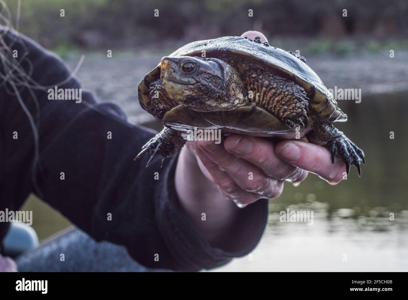 Tartaruga del Pond Occidentale (Actinemys marmorata) della famiglia Eyidae, l'unica specie di tartaruga nativa in California e nella Costa Occidentale. Foto Stock