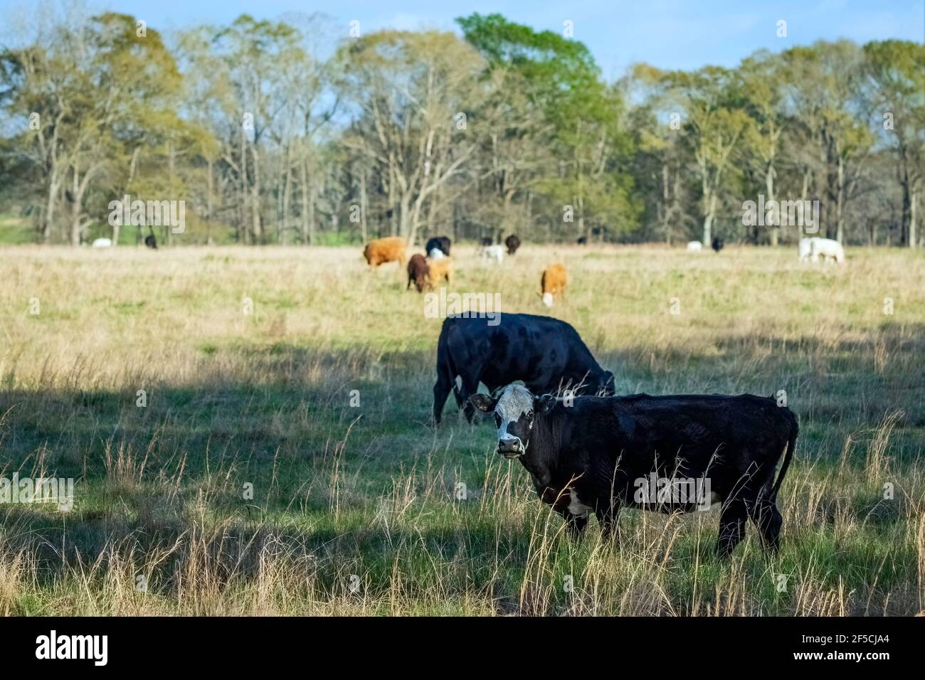 Pascolo primaverile con una mandria di razze miste di bovini commerciali di manzo in Alabama centrale. Foto Stock