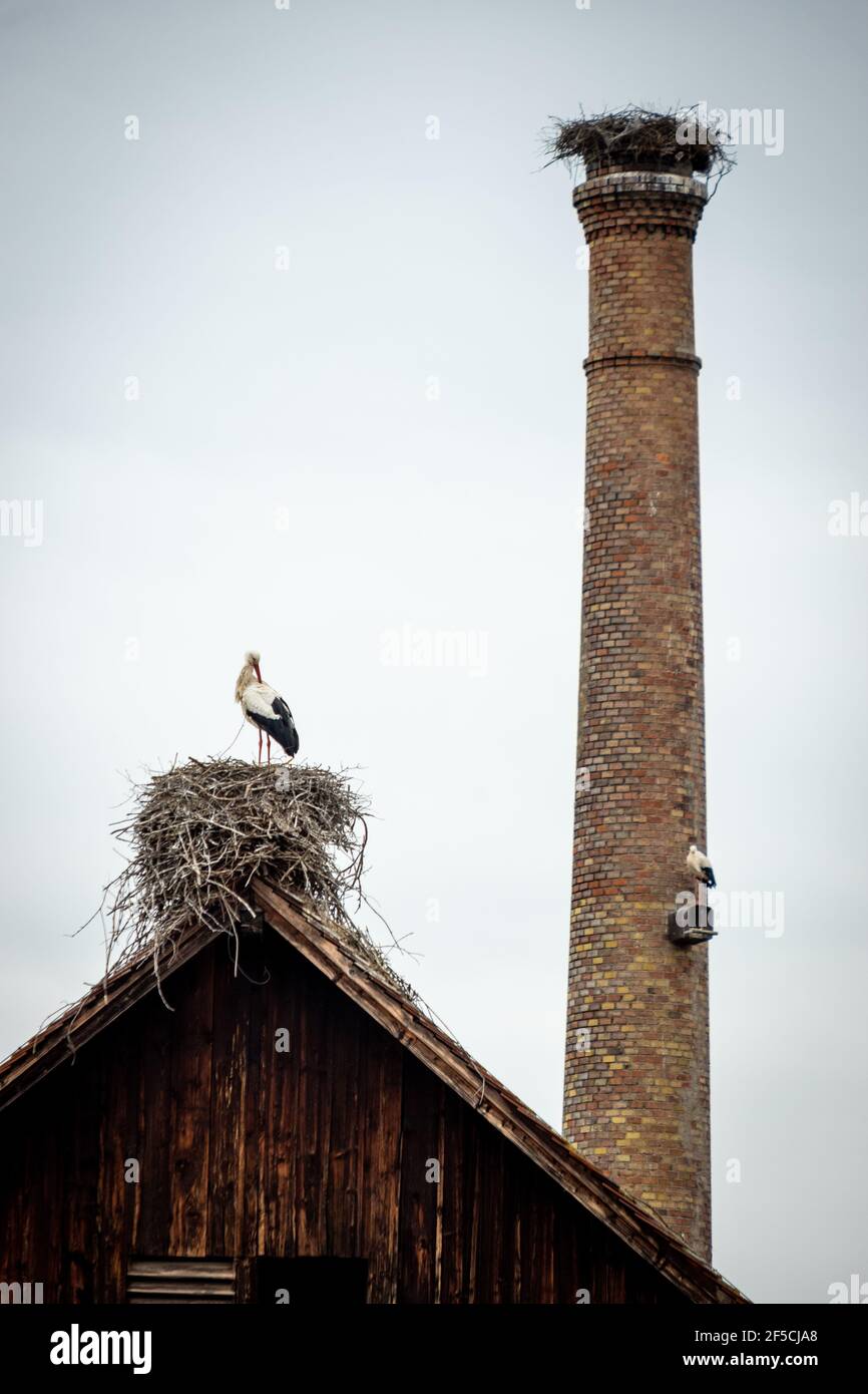 Due cicogne in Nest on Roof e Chimney Foto Stock
