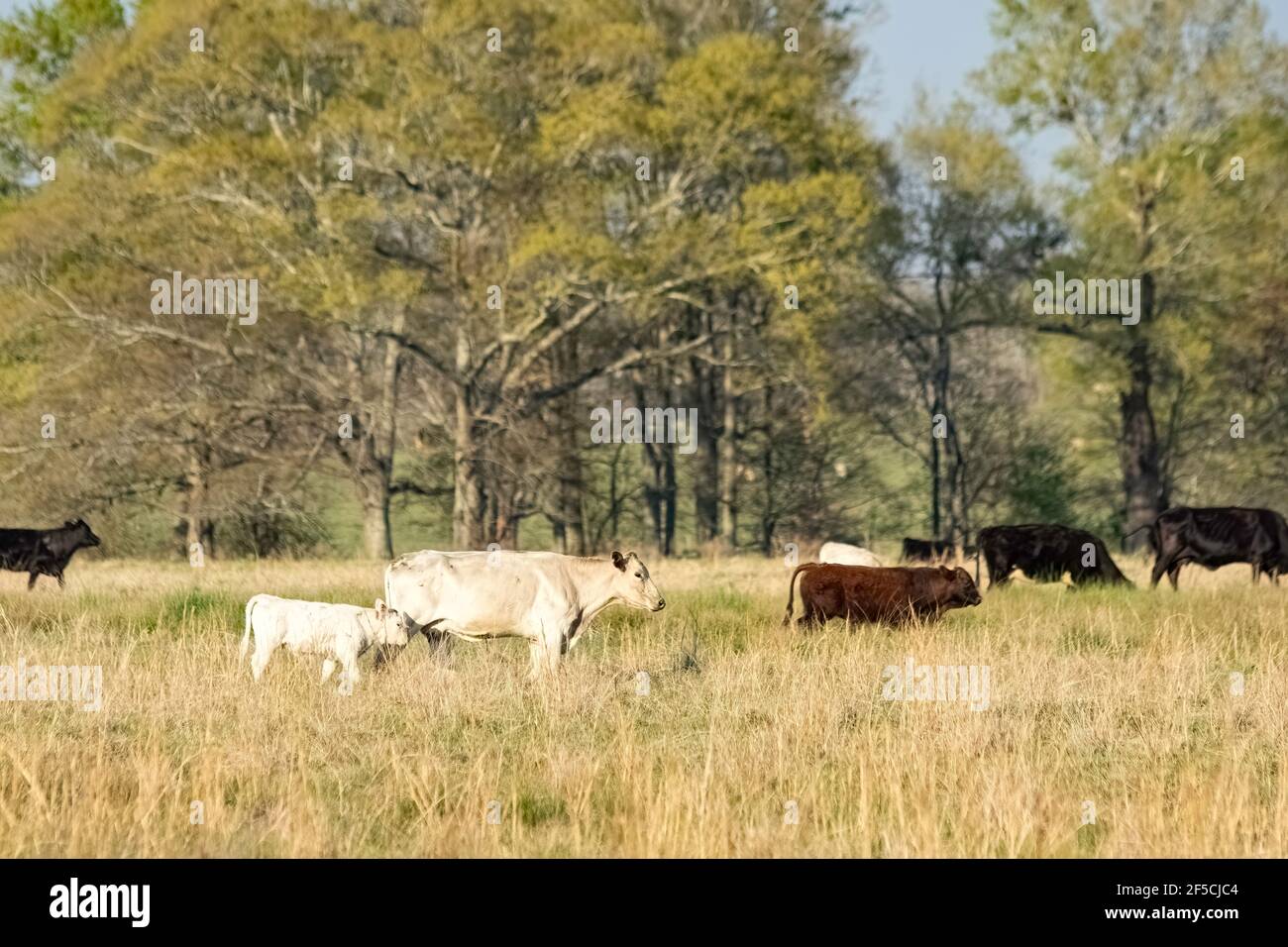 Una mucca bianca commerciale di manzo e vitello camminano in un pascolo primaverile con il resto della mandria fuori fuoco sullo sfondo. Foto Stock