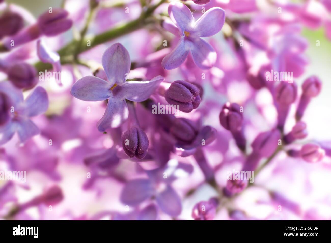 Primo piano di un ramoscello con fiori di primavera profumati di lilla viola e alcune gemme dei vulgaris di Syringa. Fresco sole impressionista mattina foto Foto Stock