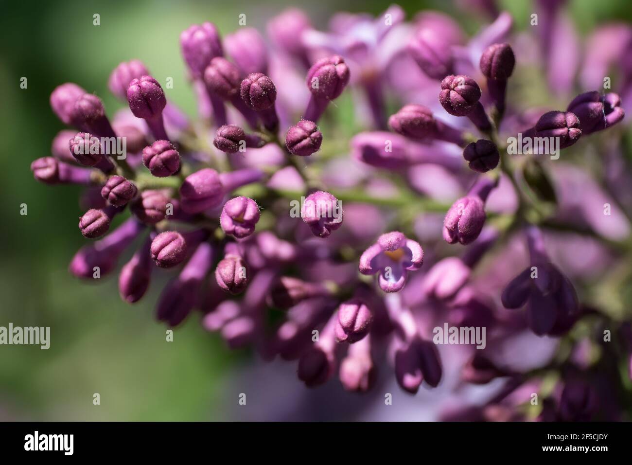Vista ravvicinata di un ramoscello con fiori di primavera profumati di lilla viola dei vulgaris di Syringa Foto Stock