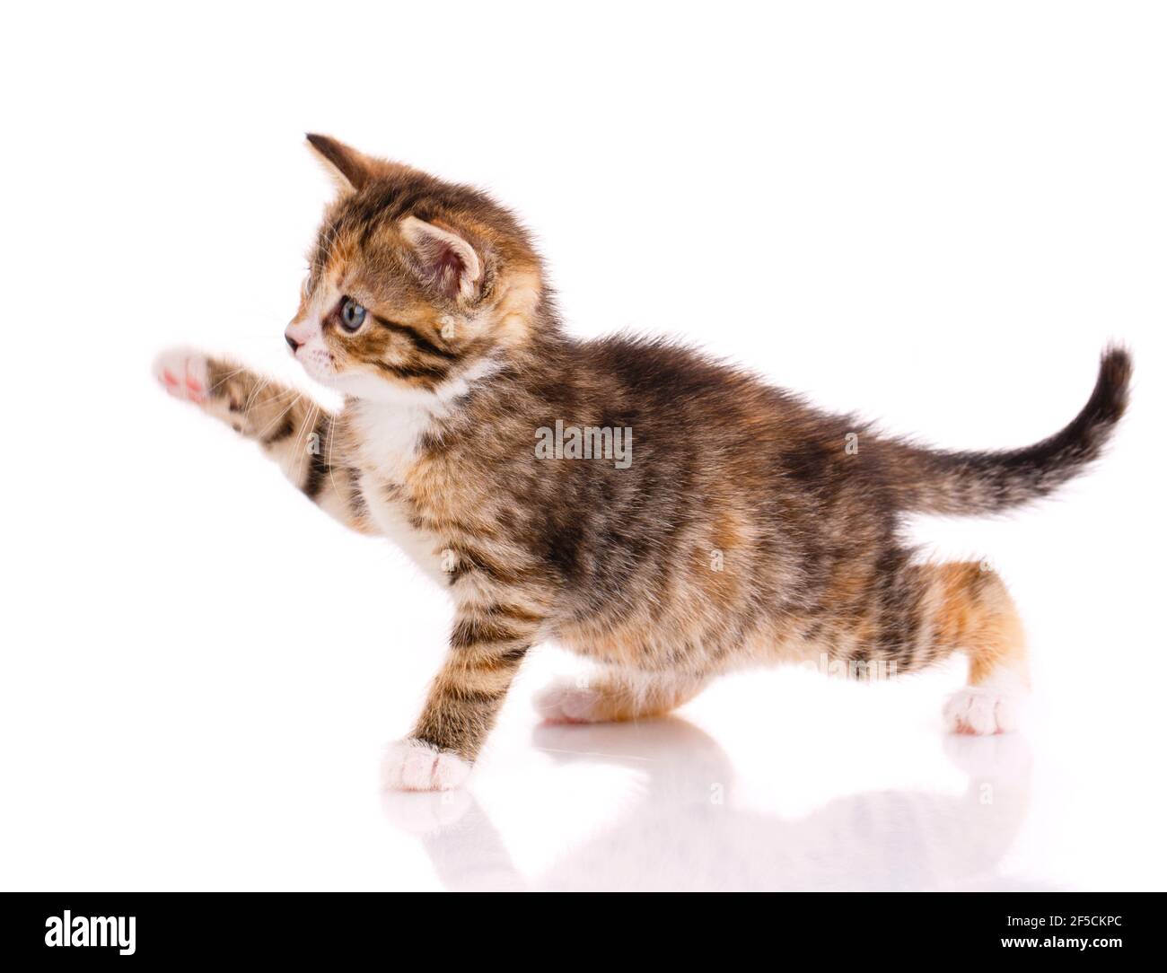 Piccolo gattino marrone giocoso su sfondo bianco. PET. Foto Stock