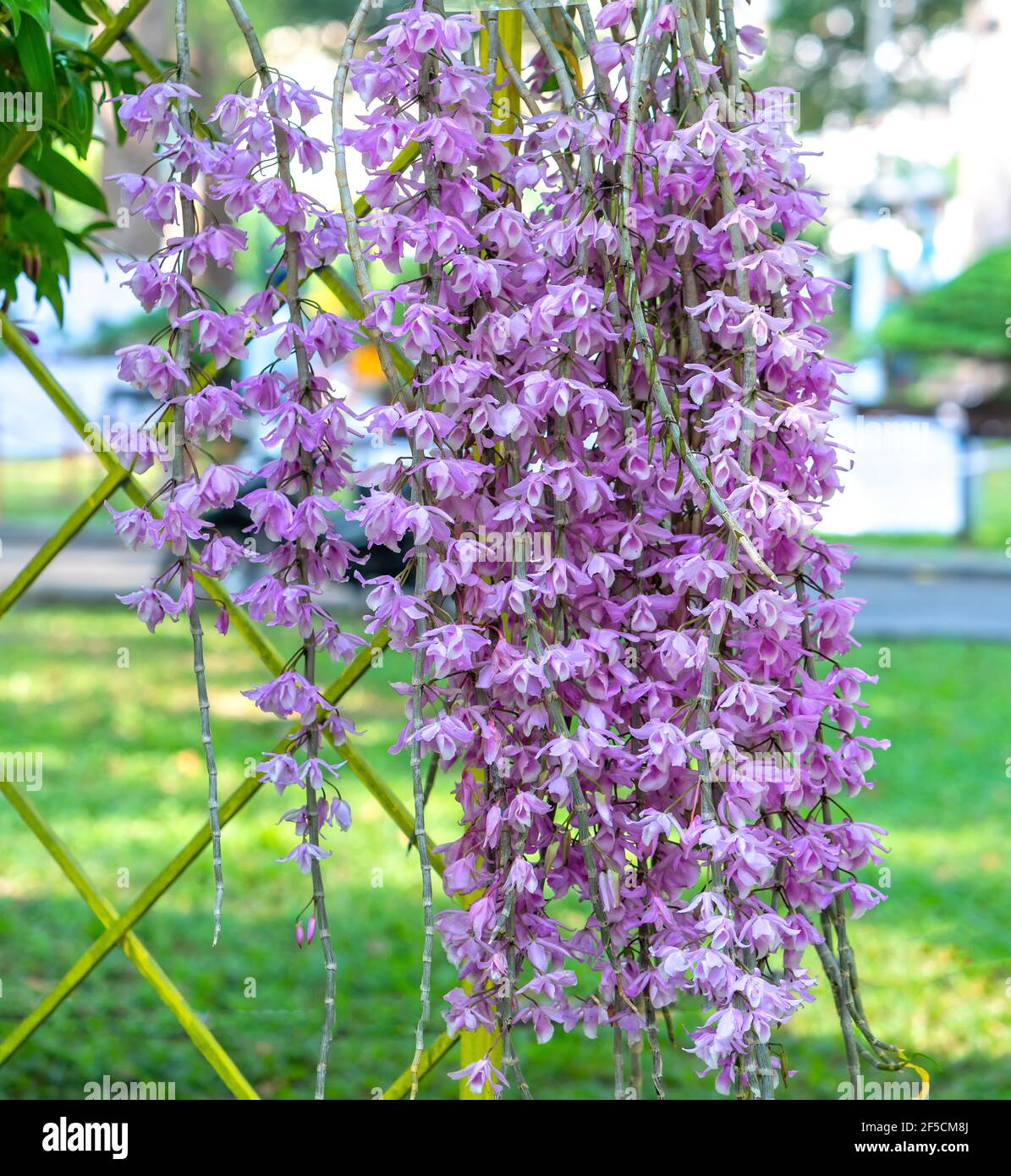 Dendrobium Anphyllum orchidee fiori fioriscono in primavera lunare nuovo anno 2021 adornano la bellezza della natura, una rara orchidea selvaggia decorata in giardini tropicali Foto Stock