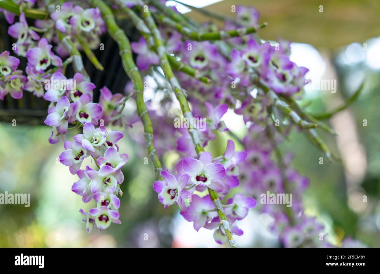 Dendrobium Anphyllum orchidee fiori fioriscono in primavera lunare nuovo anno 2021 adornano la bellezza della natura, una rara orchidea selvaggia decorata in giardini tropicali Foto Stock