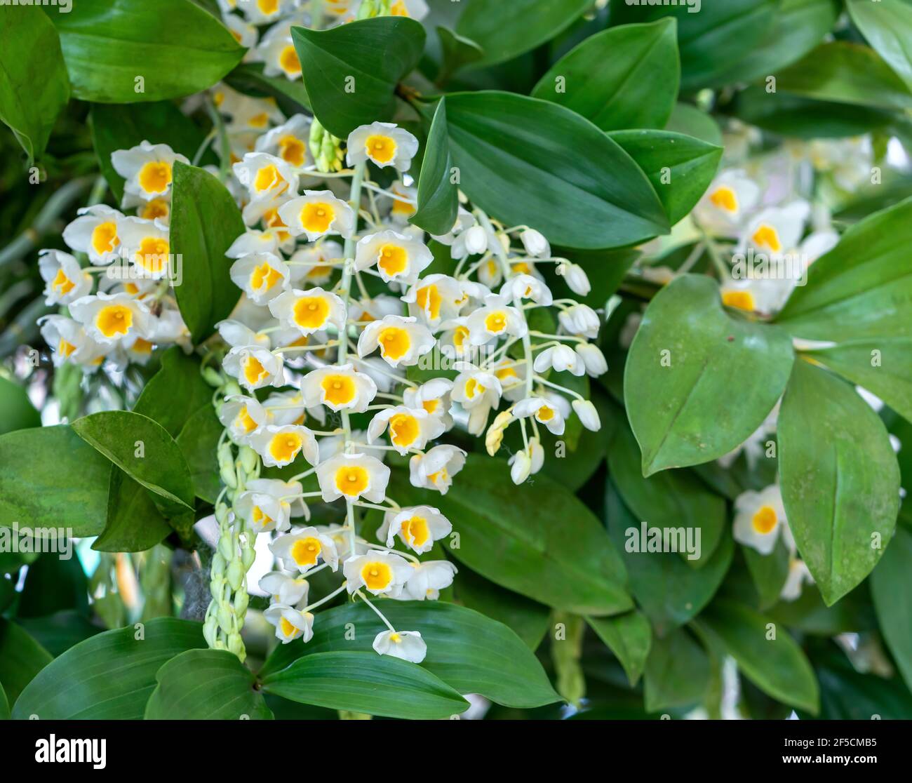 Dendrobium Anphyllum orchidee fiori fioriscono in primavera lunare nuovo anno 2021 adornano la bellezza della natura, una rara orchidea selvaggia decorata in giardini tropicali Foto Stock