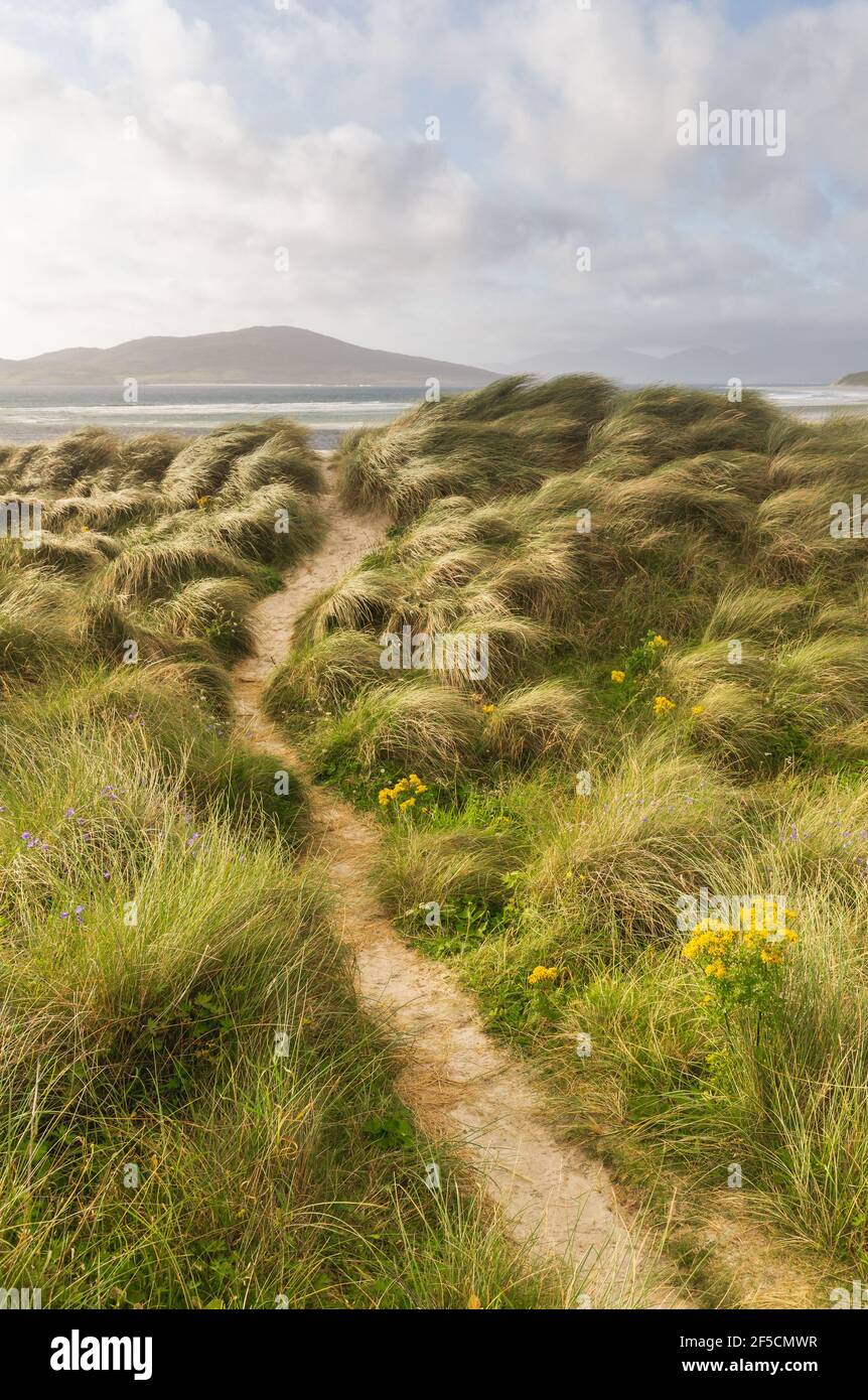Il sentiero nel mezzo di dune di erba porta a Luskentire Beach sull'Isola di Harris, Ebridi esterne Foto Stock