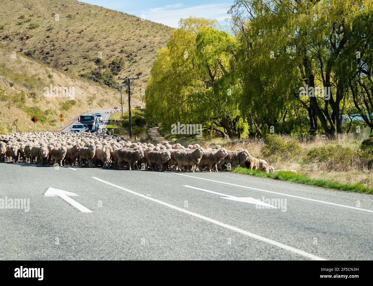 Nuova Zelanda merino pecore camminare in autostrada, bloccando il traffico, regione di Otago Foto Stock