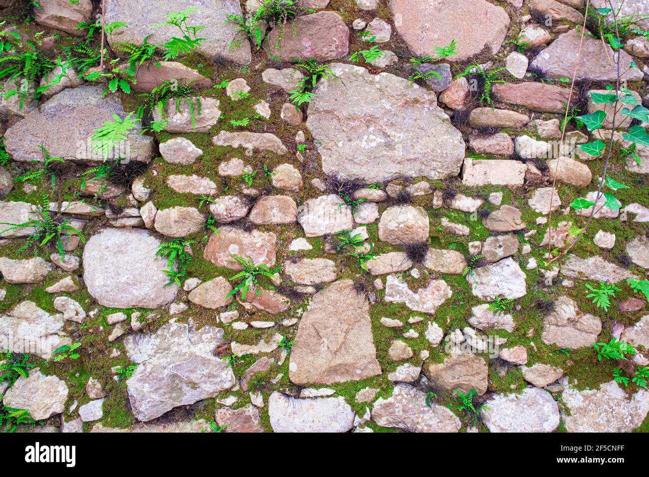 Muro di pietra sfondo con alcune foglie e erba. Foto Stock