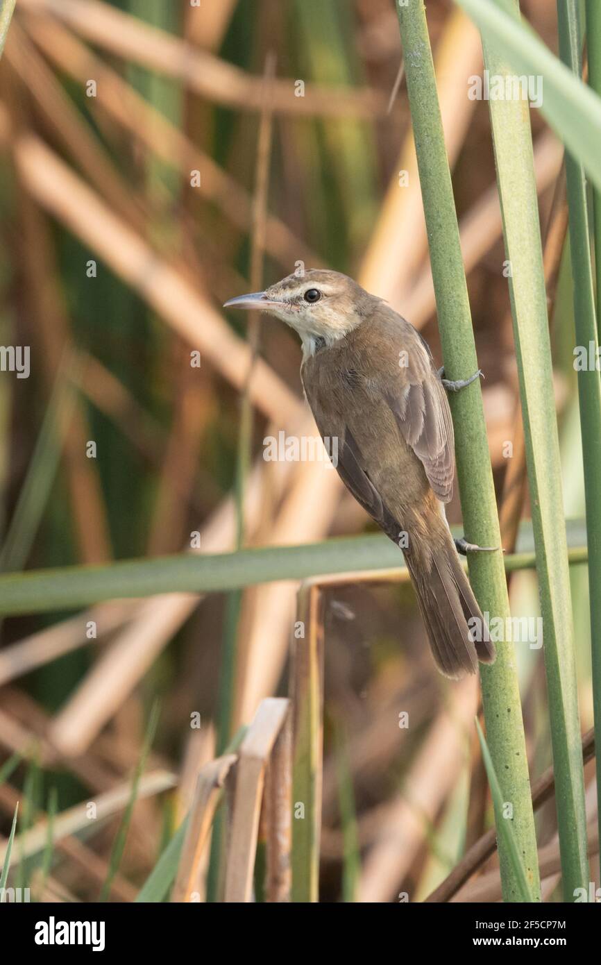 L'aranciatore orientale (Acrocephalus orientalis) è un uccello passerino dell'Asia orientale appartenente al genere Arrocephalus. Foto Stock