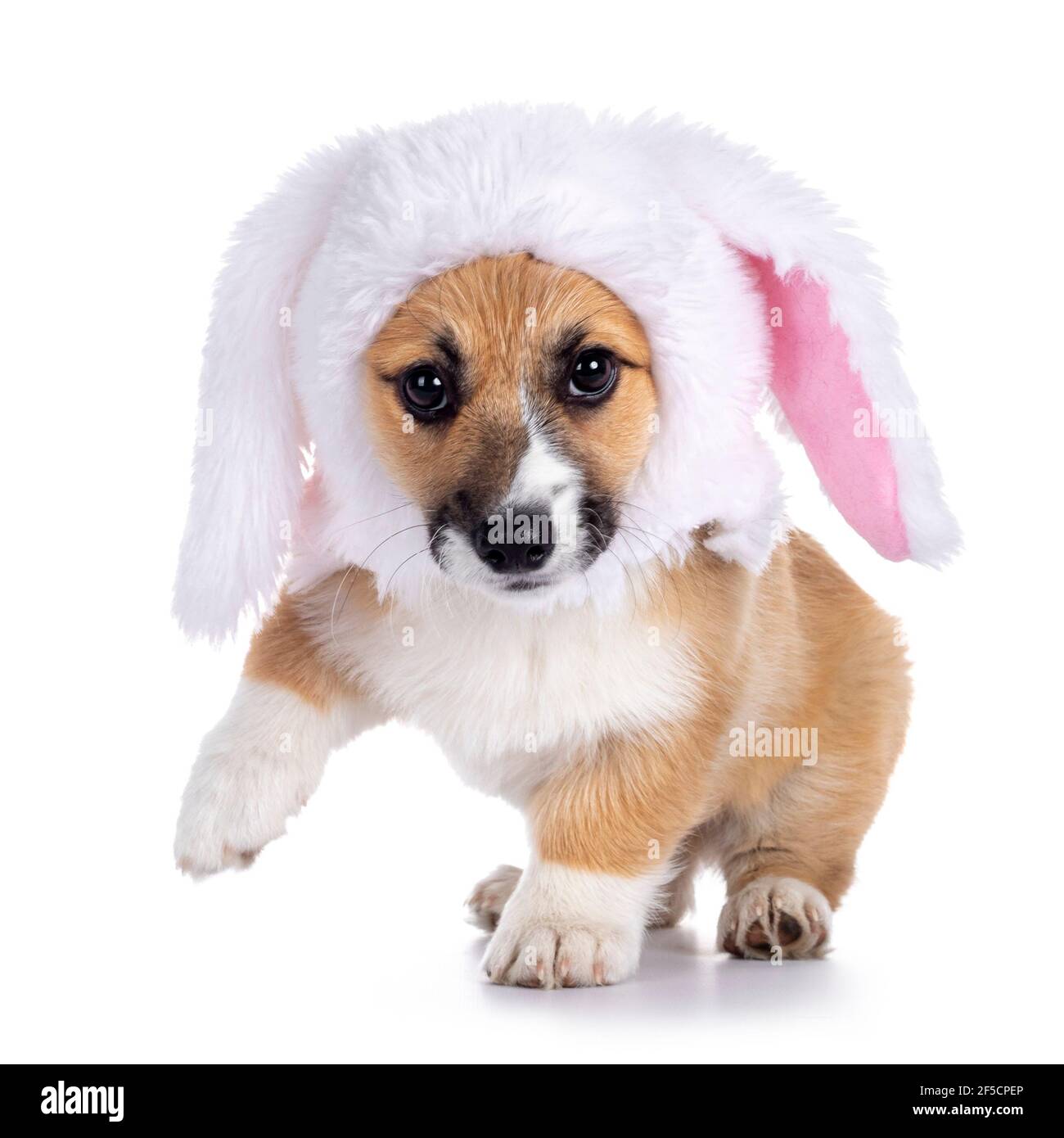 Carino cucciolo di cane Corgi, indossando divertente rabiit o gatto coniglietto di pasqua con lop orecchie da pelliccia finta. In piedi davanti con una zampa in su. Guardando dritto a. Foto Stock