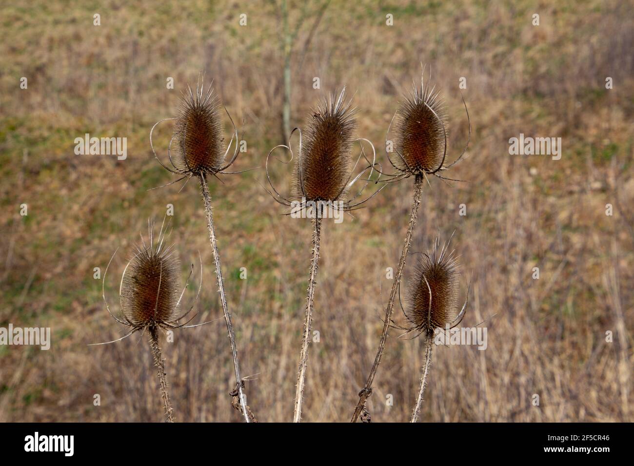 Cardo, detto anche dipsacus fullonum Foto Stock