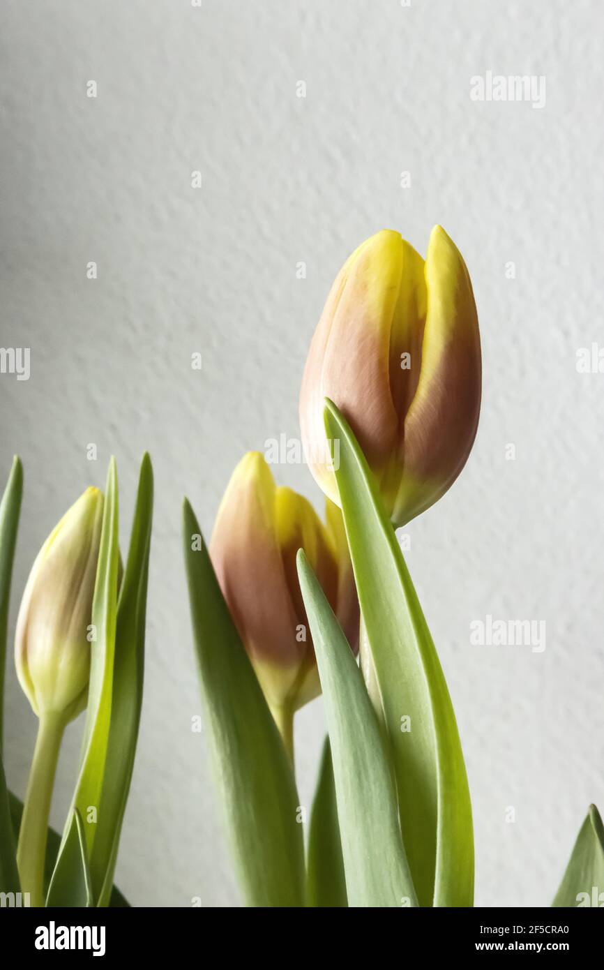 Fotografia di tulipani come parte di un diritto Trittico Foto Stock